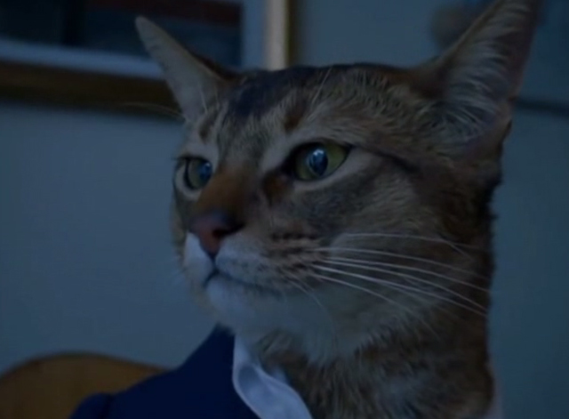 Vorlage: fotografisches Porträt der Katze im Anzug aus dem Björk-Musikvideo „Triumph of a Heart“ vor dunklem Hintergrund 